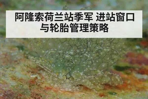 阿隆索荷兰站季军 进站窗口与轮胎管理策略